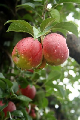 King David apples