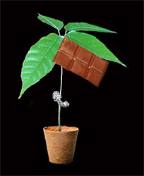chocolate tree