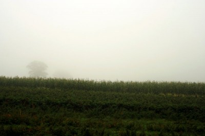 fog on the apple farm
